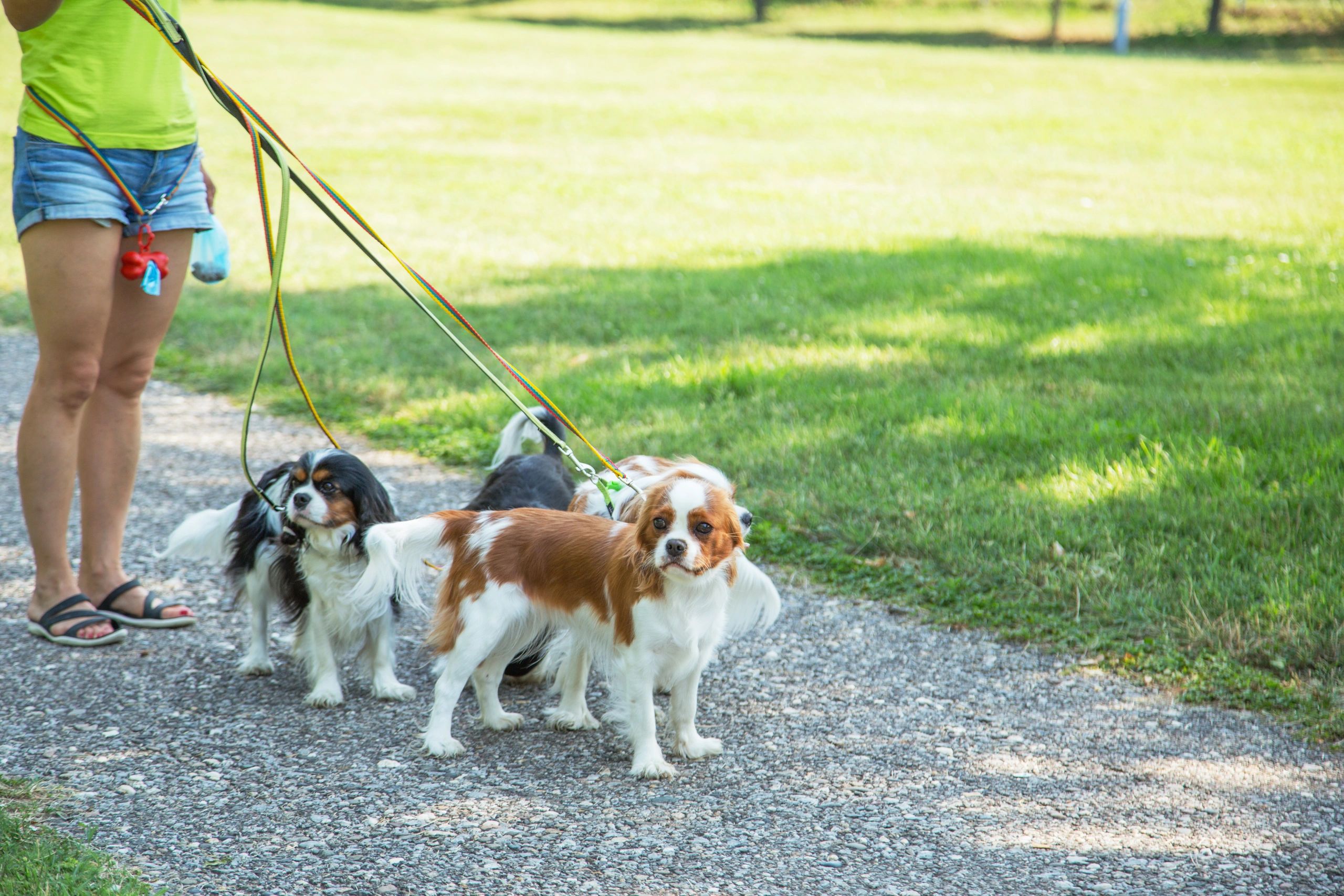 How to Teach Your Cavalier to Walk on a Leash
